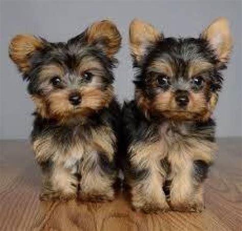 yorkies for sale new orleans|tiny teacup yorkies sale louisiana.